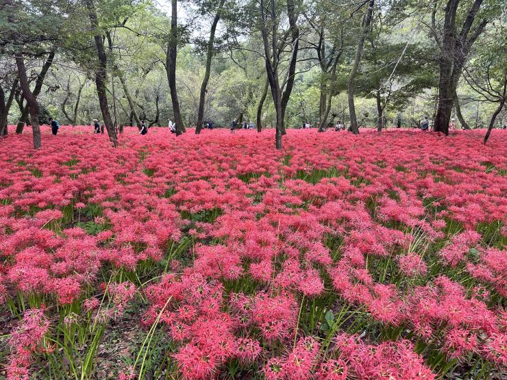 曼殊沙華の写真