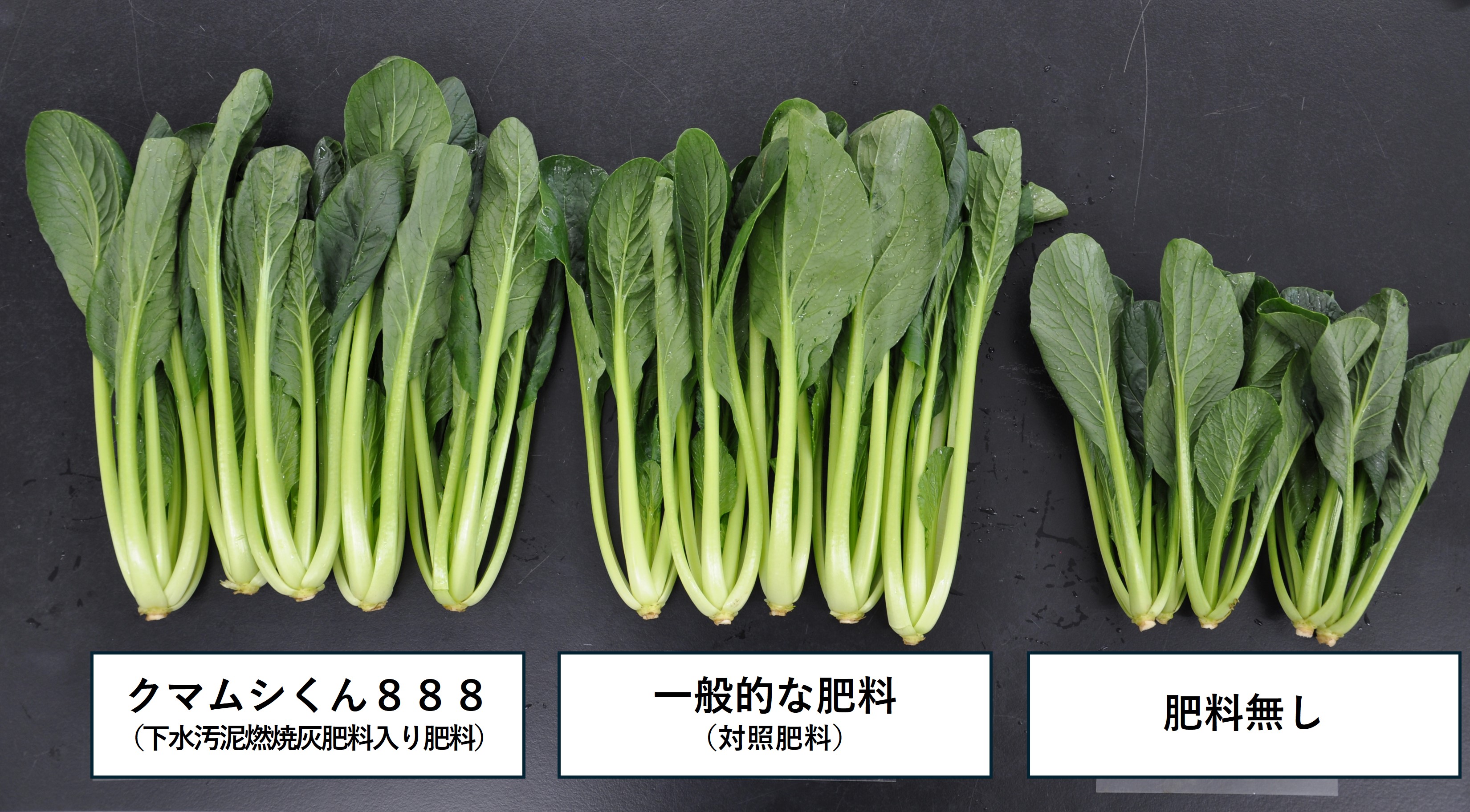 栽培試験結果