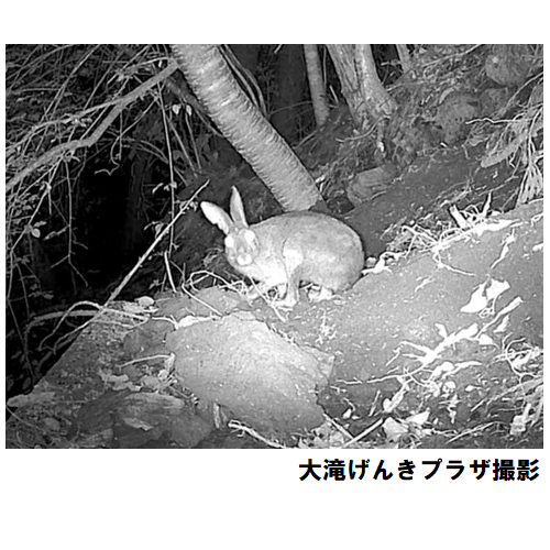 キュウシュウノウサギの画像