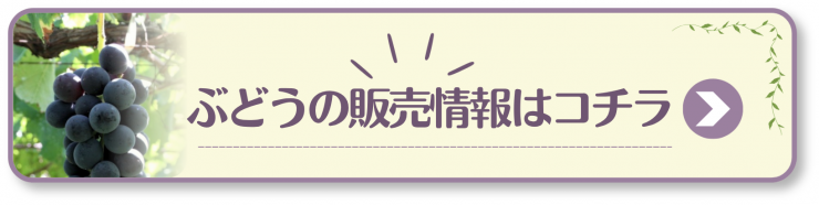 ぶどうの販売情報
