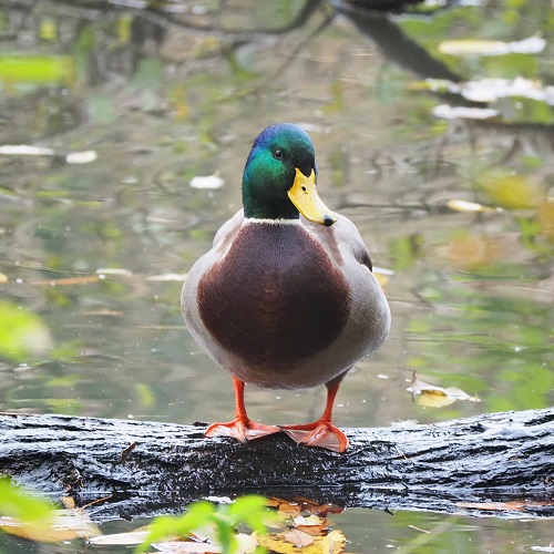 池にいる鳥の写真