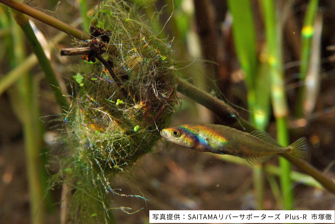 ムサシトミヨ