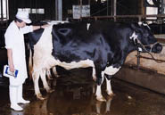 牛の生体検査