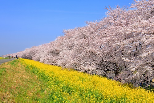 熊谷桜堤の桜と菜の花が咲いている写真