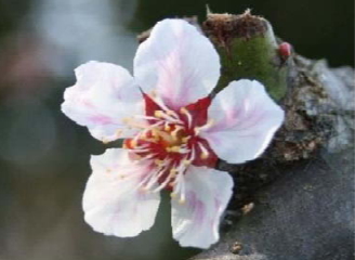 ウメの花弁のブレーキング症状