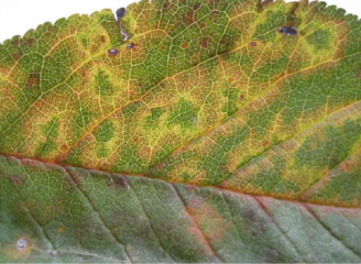 セイヨウスモモの葉の輪紋症状