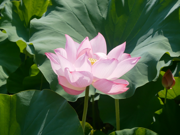 花ハス（宋福寺）