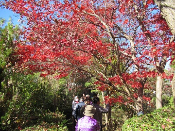 紅葉の園路を歩く