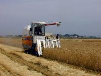 麦収穫