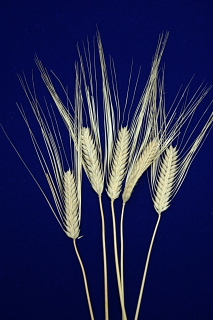 二条大麦の写真