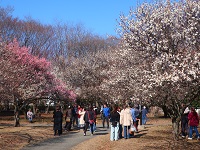 大宮第二公園梅まつり