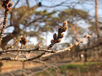 サクラの状況