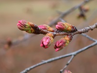 ソメイヨシノの蕾