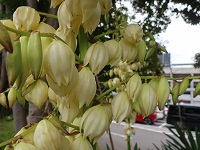 ユッカラン二度咲