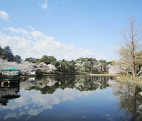 大宮公園の舟遊池写真