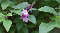 ブータンシチョウゲ_20251120