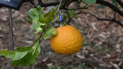 ダイダイ_20251215