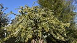 ギンヨウアカシア_20260203