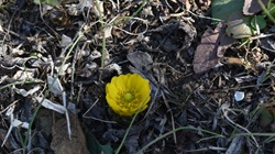 フクジュソウ_20260206