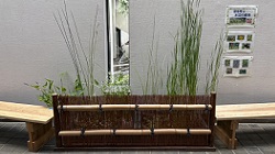 水辺の植物_20250710