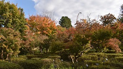 モミジ園_20251120