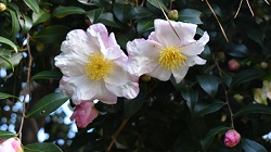 サザンカ花の雪_20251120