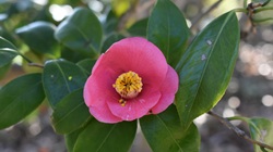 ツバキ玉川_20260317