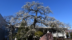 ウメ夫婦枝垂れ_20260206