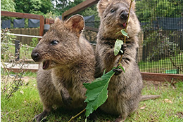 2匹のクオッカの写真