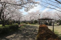 さきたま緑道の写真