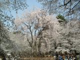 シダレ桜の写真