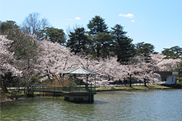 大宮公園の写真