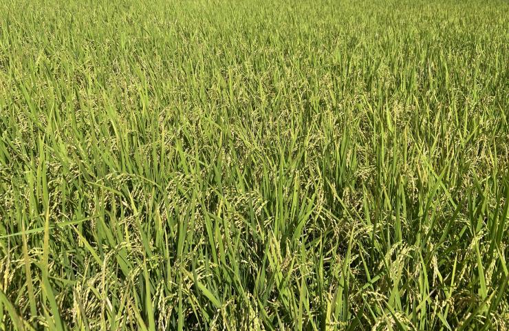 埼玉県のお米「彩のきずな」