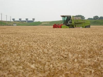 麦の収穫の写真