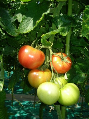 収穫直前のトマトの写真