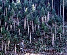 手入れされた健全な森林（秩父市浦山地内）