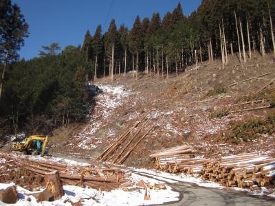 森林管理道沿いに伐採木を集積している写真です