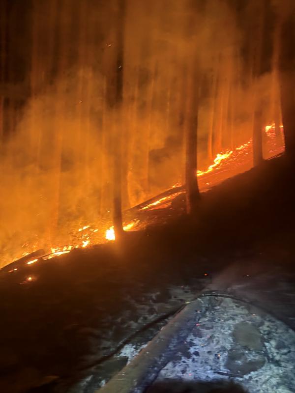 林床を焼く火の手