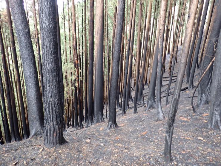 林床に加え、立木の根元回りまで大きく焦げた森