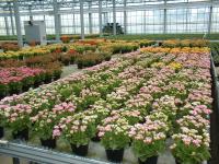 温室の鉢花の写真