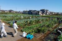 体験型市民農園の写真