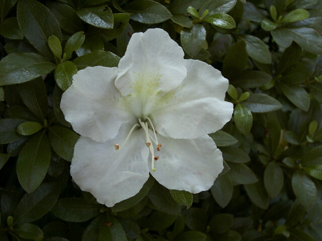 白地の花