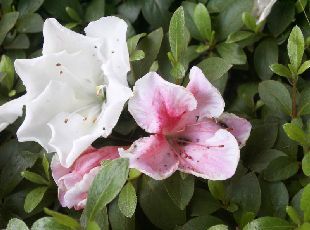 白と桃色の花