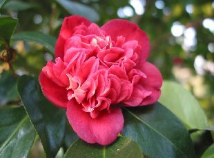 Camellia Japonica Akakosimino ツバキ アカコシミノ 赤腰蓑 埼玉県花と緑の振興センター