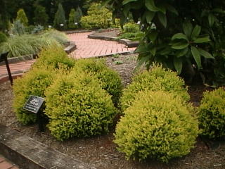 Thuja Occidentalis Rheingold ニオイヒバ ラインゴールド 埼玉県花と緑の振興センター