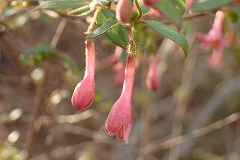 ウグイスカグラの仲間の桃色の花とつぼみ