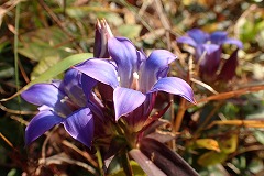 リンドウの紫色の花