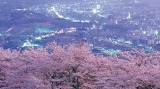 夜景と桜