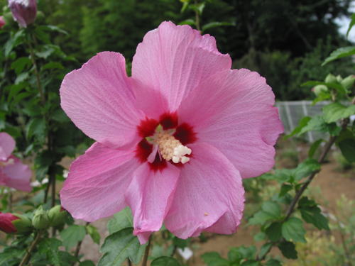 Hibiscus Syriacus Single Red ムクゲ シングルレッド 埼玉県花と緑の振興センター