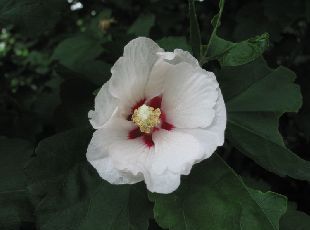 Hibiscus Syriacus ムクゲ 埼玉県花と緑の振興センター
